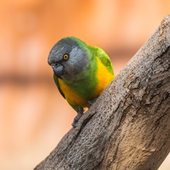 Senegal parrot on a branch