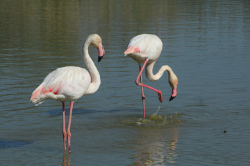 Flamant rose Phoenicopterus roseus en camargue en france