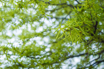 Green leaves on a tree branch in spring