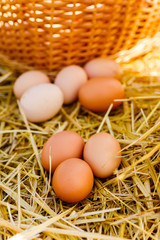 chicken eggs lie on the hay near the wicker basket