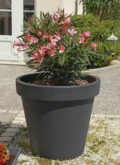 Pot de laurier rose en terrasse