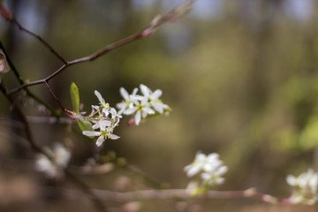 Branch of a tree with white flowers in early spring