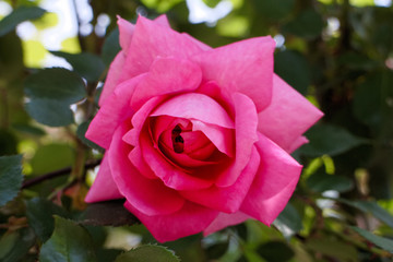 バラ　パレード