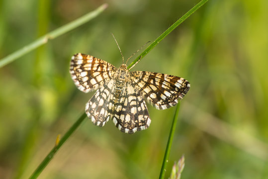 Gitterspanner in der Frühlingswiese