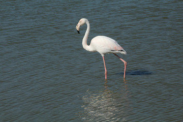 Flamant rose Phoenicopterus roseus en camargue en france