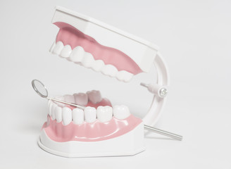 White human teeth model and dental mirror instrument. Dental care concept.