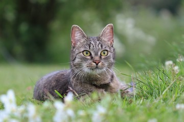 Naklejka na ściany i meble Beautiful tabby cat lying in the grass . Felis silvestris
