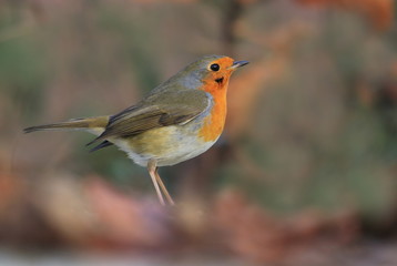 Photo of European robin (Erithacus rubecula) sits on oground. Detailed and bright portrait. Autumn landscape with a song bird. Erithacus rubecula