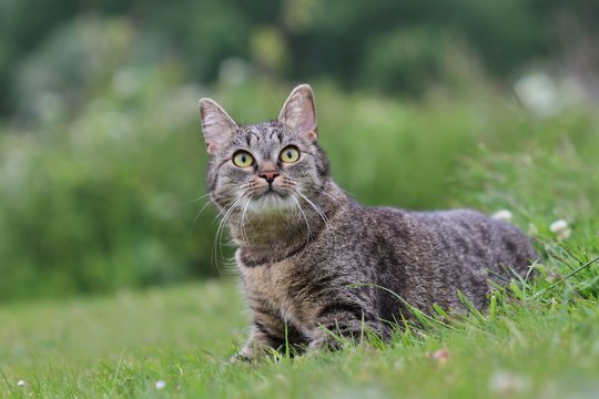 Beautiful tabby cat lying in the grass . Felis silvestris