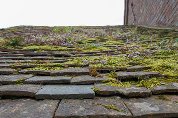 close up of moss and ferns growing on tiled roof in UK © Paul Rushton
