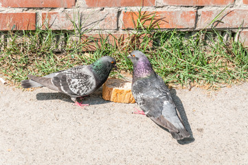 Two pigeons or doves eating slice of bread on the street