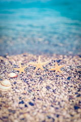 Starfish and Shells 