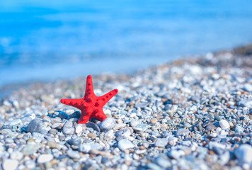Fototapeta na wymiar Starfish and Shells 