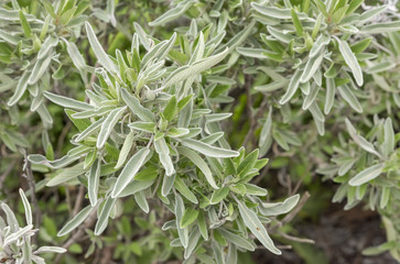 Sage plant in the garden.