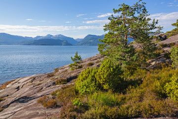 Pines grows on the sunlit rocks around the mountain lake Roldalsvatnet, Norway