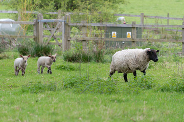pair of lambs following their mother through field with dangerous electricity cupboard in the background