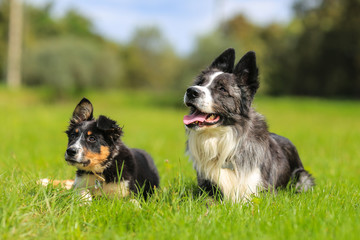 Puppy border collie