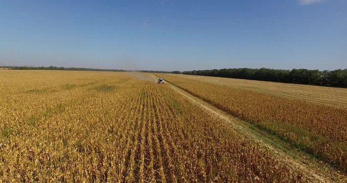 combine harvests corn