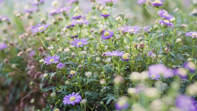 purple flowers close up