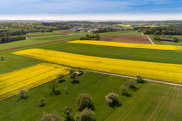 Fototapeta premium Luftbild blühende Rapsfelder im Frühling