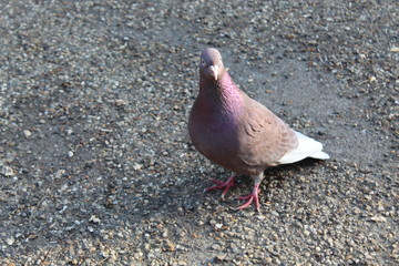 Bird