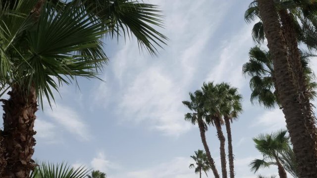 Palm trees against the blue sky with floating clouds.