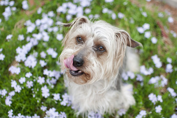 Dog and Phlox