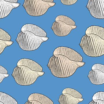 Pattern of the sea cockleshells
