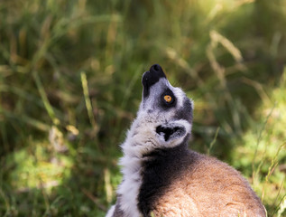 lémur catta, maki catta
