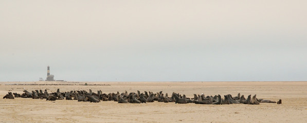 Cape fur seal colony in Walvis Bay
