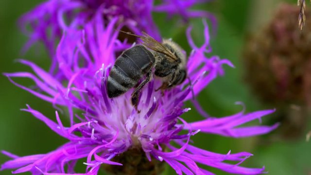 Bee on wild flower - (4K)