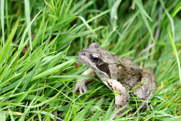 Common frog Rana temporaria 