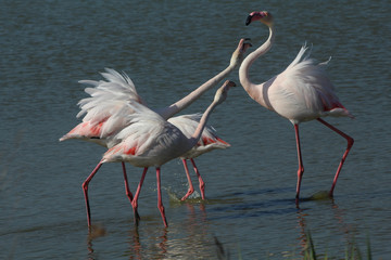 Flamant rose Phoenicopterus roseus en camargue en france