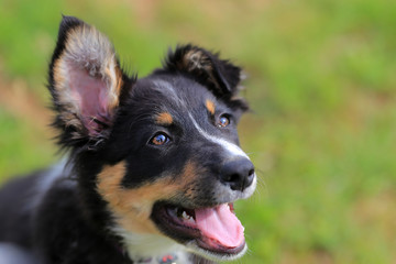 Puppy border collie