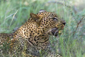 Leopard in Kruger National park, South Africa