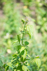Bitter bush,Siam weed or Chromolaena odorata