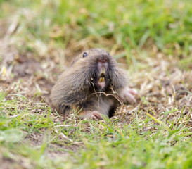 Valley Pocket Gopher (Thomomys bottae) emerging from the burrow. San Francisco, California, USA.
