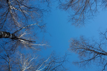 the sky among the trees