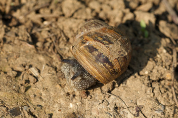 Common garden snail (cornu aspersum) emerging from shell on a sunny spring day