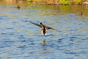 duck wild, male flies over the river