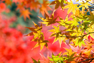 Fototapeta na wymiar the beautiful autumn color of Japan yellow, green and red maple leaves with colorful blured bokeh background in autumn season, Japan