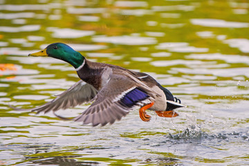duck wild, male flies over the river