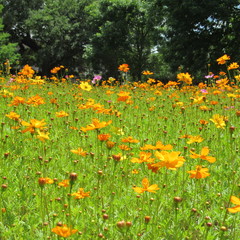 Obraz premium Field of Yellow FloweRs