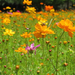 Field of Flowers