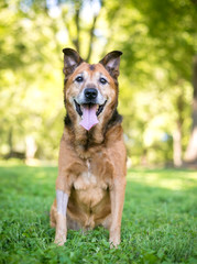 Naklejka na ściany i meble A senior German Shepherd mixed breed dog with a shaved leg after surgery