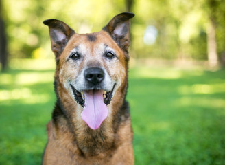 A senior German Shepherd mixed breed dog panting outdoors