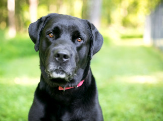 A purebred Labrador Retriever dog with shiny black fur