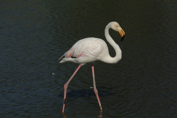Flamant rose Phoenicopterus roseus en camargue en france