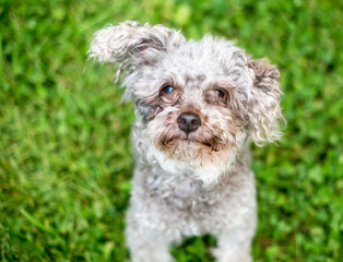 A scruffy Toy Poodle mixed breed dog with tear stains on its face