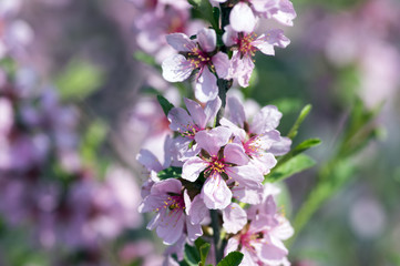 Spring light pink tree prunus tenella in bloom, small flowering blossoms on branches with green leaves